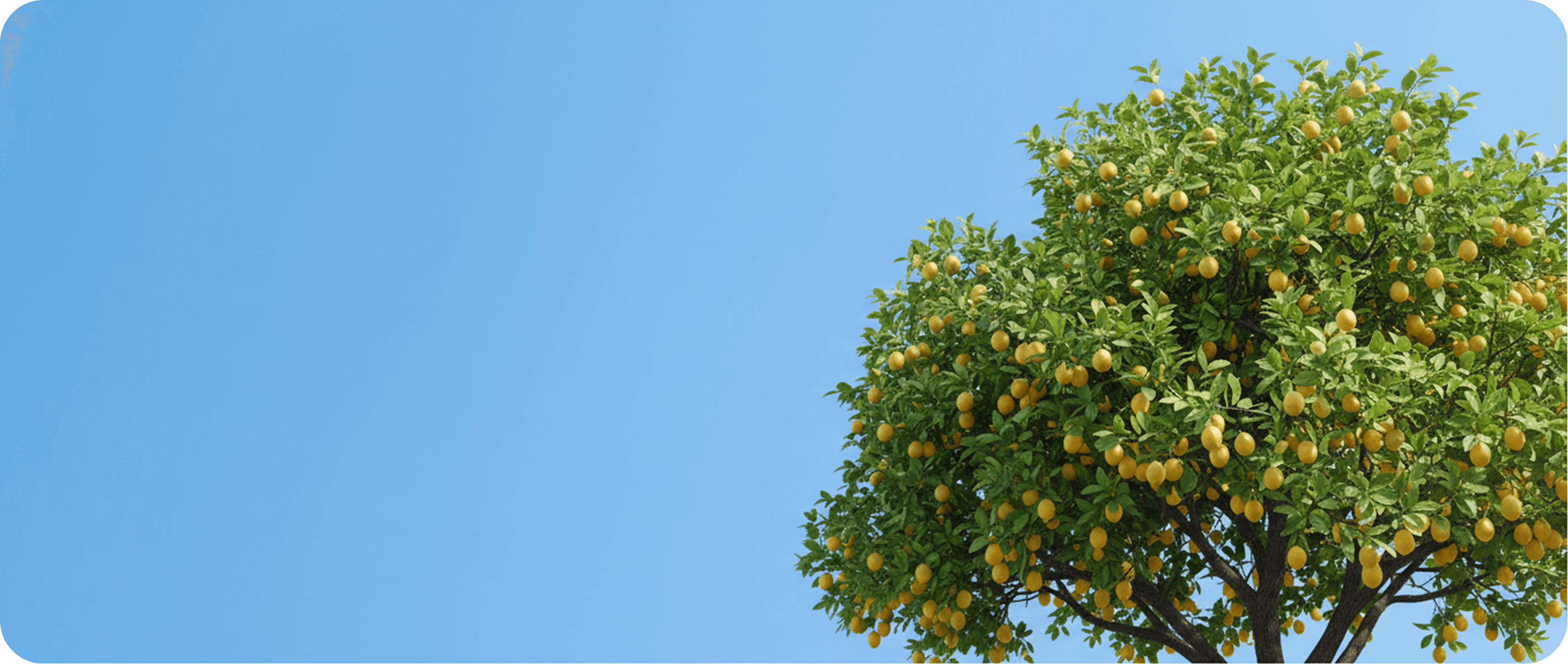 Lemon tree with fresh lemons